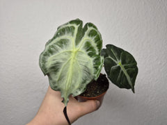 Alocasia Venom (zum aussuchen)