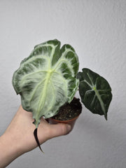 Alocasia Venom (zum aussuchen)