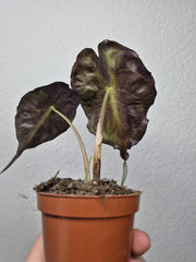 Alocasia Venom (zum aussuchen)