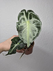 Alocasia Venom (zum aussuchen)