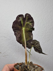 Alocasia Venom (zum aussuchen)