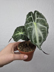 Alocasia Venom (zum aussuchen)