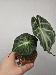 Alocasia Venom (zum aussuchen)