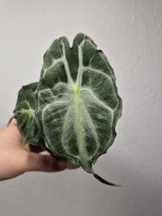 Alocasia Venom (zum aussuchen)
