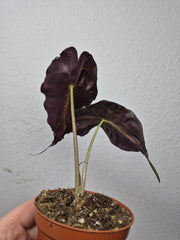 Alocasia Venom (zum aussuchen)