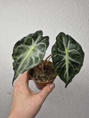 Alocasia Venom (zum aussuchen)