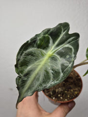 Alocasia Venom (zum aussuchen)