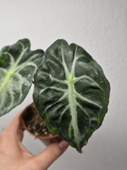 Alocasia Venom (zum aussuchen)