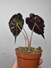 Alocasia Venom (zum aussuchen)