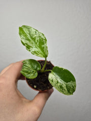 Monstera Bulbasaur (zum aussuchen)