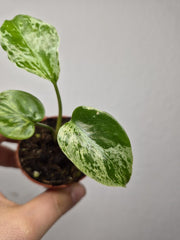 Monstera Bulbasaur (zum aussuchen)