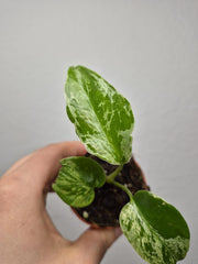 Monstera Bulbasaur (zum aussuchen)