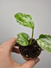 Monstera Bulbasaur (zum aussuchen)
