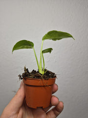 Monstera Bulbasaur (zum aussuchen)