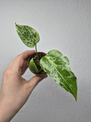 Monstera Bulbasaur (zum aussuchen)
