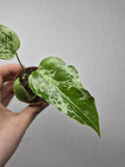 Monstera Bulbasaur (zum aussuchen)