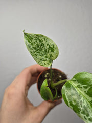 Monstera Bulbasaur (zum aussuchen)