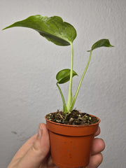 Monstera Bulbasaur (zum aussuchen)