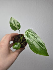 Monstera Bulbasaur (zum aussuchen)