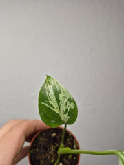 Monstera Bulbasaur (zum aussuchen)