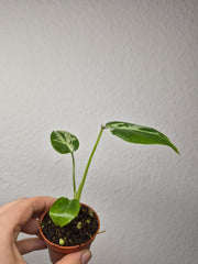 Monstera Bulbasaur (zum aussuchen)