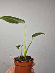 Monstera Bulbasaur (zum aussuchen)
