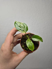 Monstera Bulbasaur (zum aussuchen)
