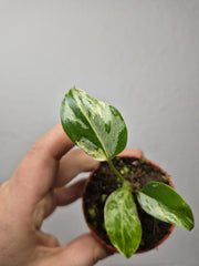 Monstera Bulbasaur (zum aussuchen)