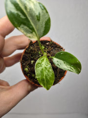 Monstera Bulbasaur (zum aussuchen)