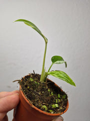 Monstera Bulbasaur (zum aussuchen)