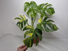 Monstera Aurea