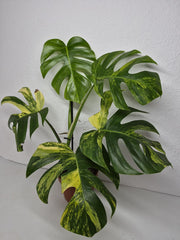 Monstera Aurea