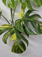 Monstera Aurea