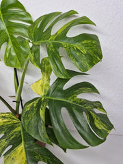Monstera Aurea