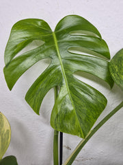 Monstera Aurea