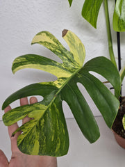 Monstera Aurea