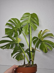 Monstera Aurea