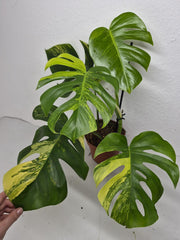 Monstera Aurea