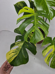 Monstera Aurea