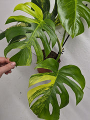 Monstera Aurea