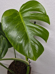 Monstera Aurea