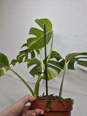 Monstera Aurea