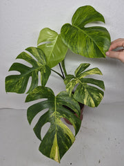 Monstera Aurea