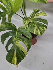 Monstera Aurea