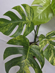 Monstera Aurea