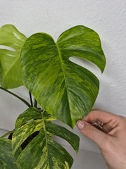 Monstera Aurea