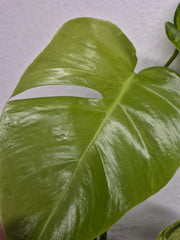 Monstera Aurea