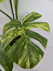 Monstera Aurea