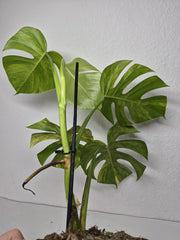 Monstera Aurea