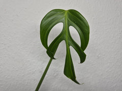 Monstera Burle Marx Flame Steckling Adult